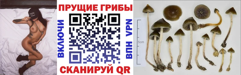 Псилоцибиновые грибы MAGIC MUSHROOMS  Сясьстрой 